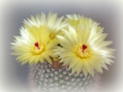 Notocactus scopa