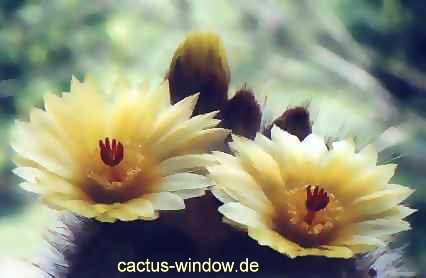 Notocactus scopa_01