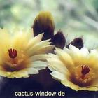 Notocactus scopa_01