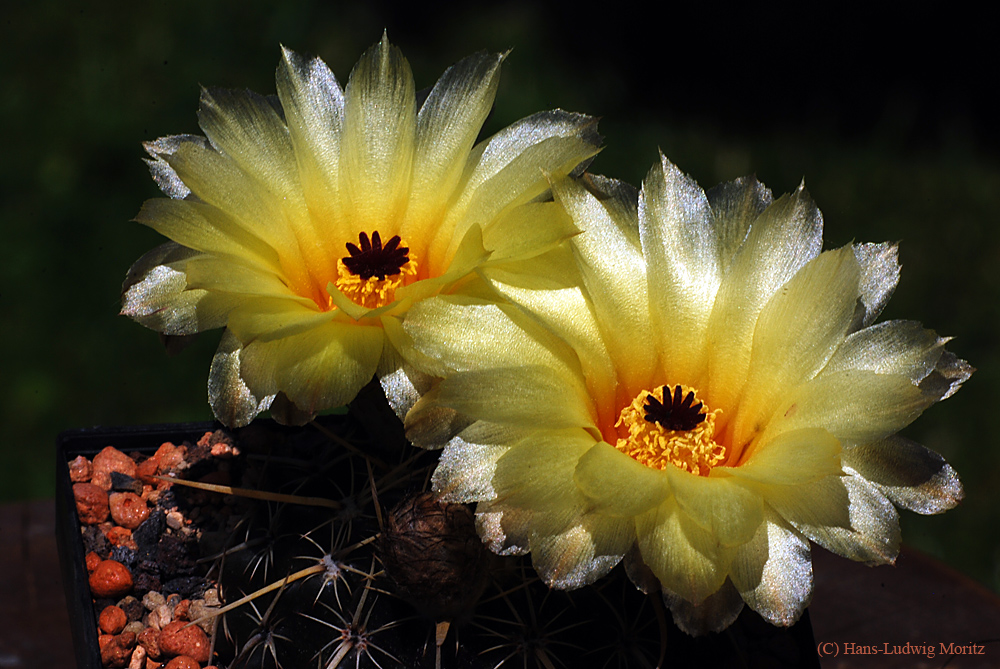 Notocactus submammulosus