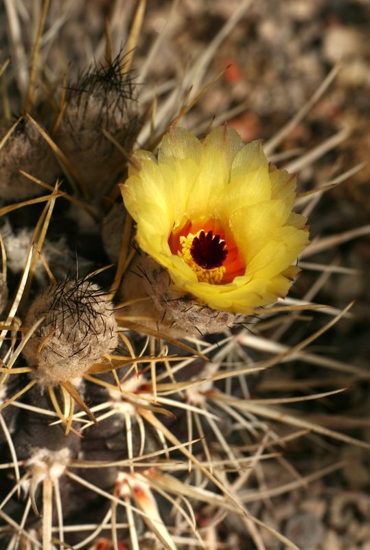 Notocactus turecekianus