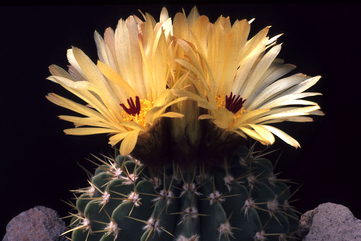 Notocactus variante;