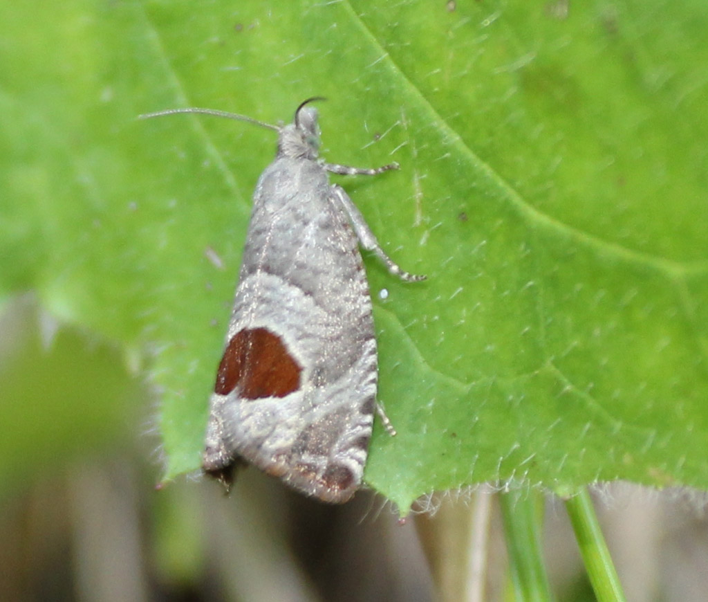 Notocelia  uddmanniana- Brombeertrieb Wickler 