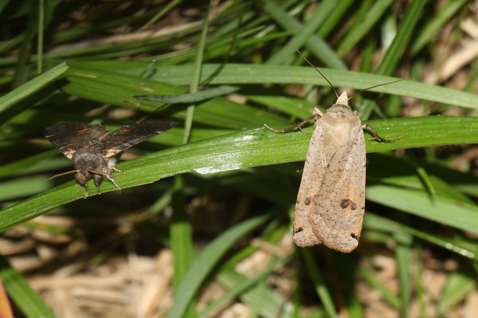 Notodonta dromedarius & Noctua pronuba