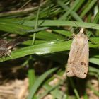 Notodonta dromedarius & Noctua pronuba