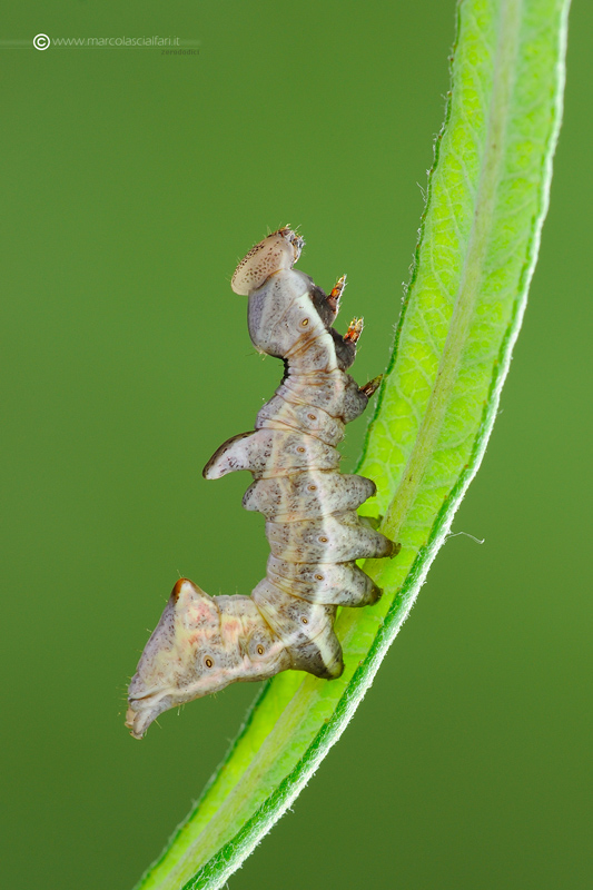 Notodonta ziczac (Linnaeus, 1758)