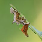 Notodonta ziczag giovane larva