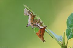 Notodonta ziczag giovane larva