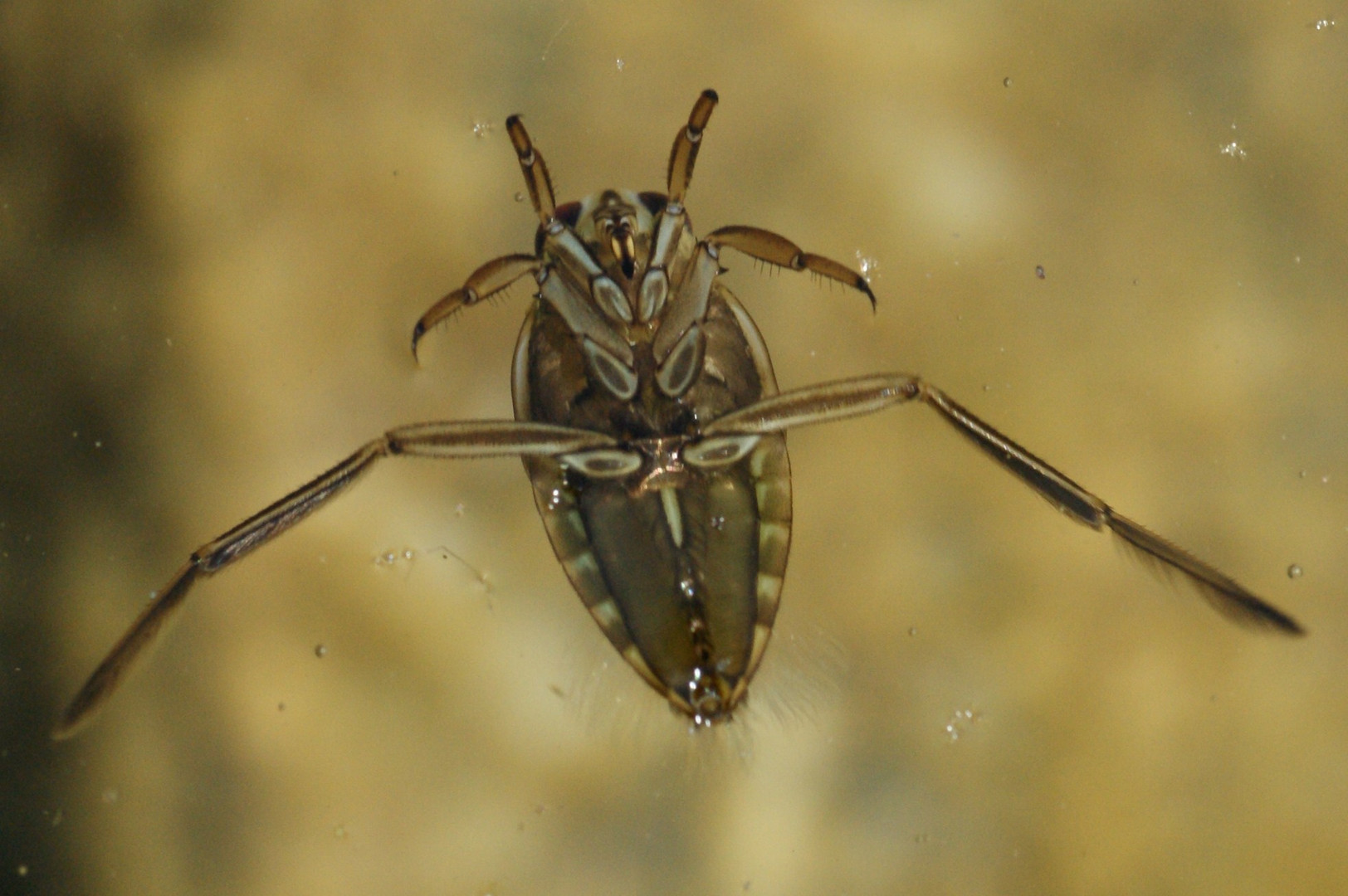 Notonecta glauca