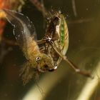 notonecte glauque devorant une larve de triton