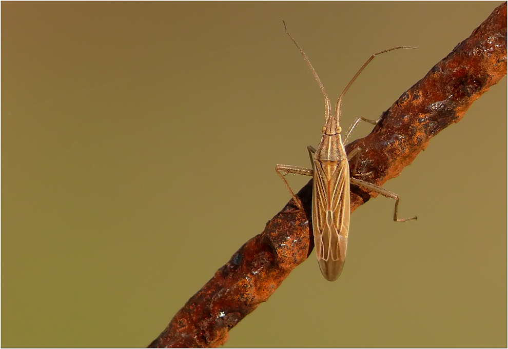 Notostira elongata Foto & Bild tiere, wildlife, insekten Bilder auf