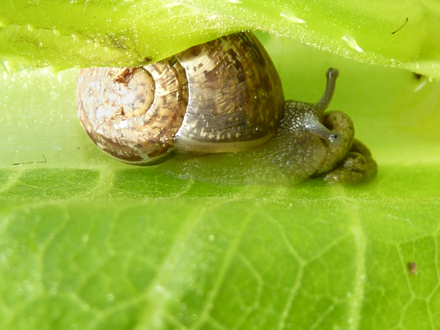 Notre ami l'escargot