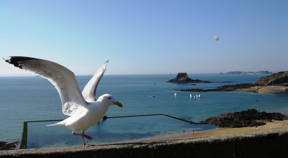 Notre amie la mouette à St Malo