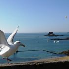 Notre amie la mouette à St Malo