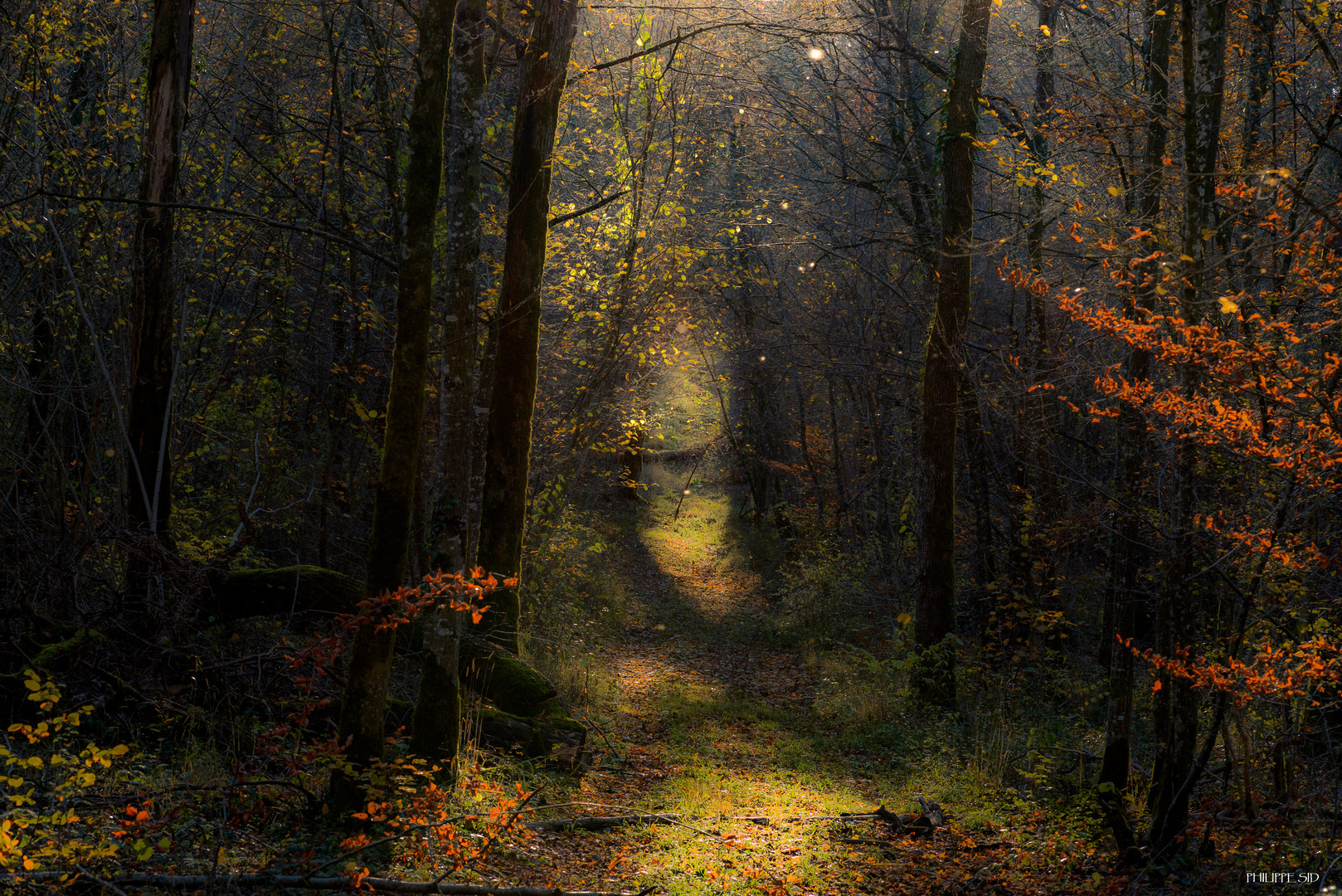 Notre belle forêt Haut-marnaise