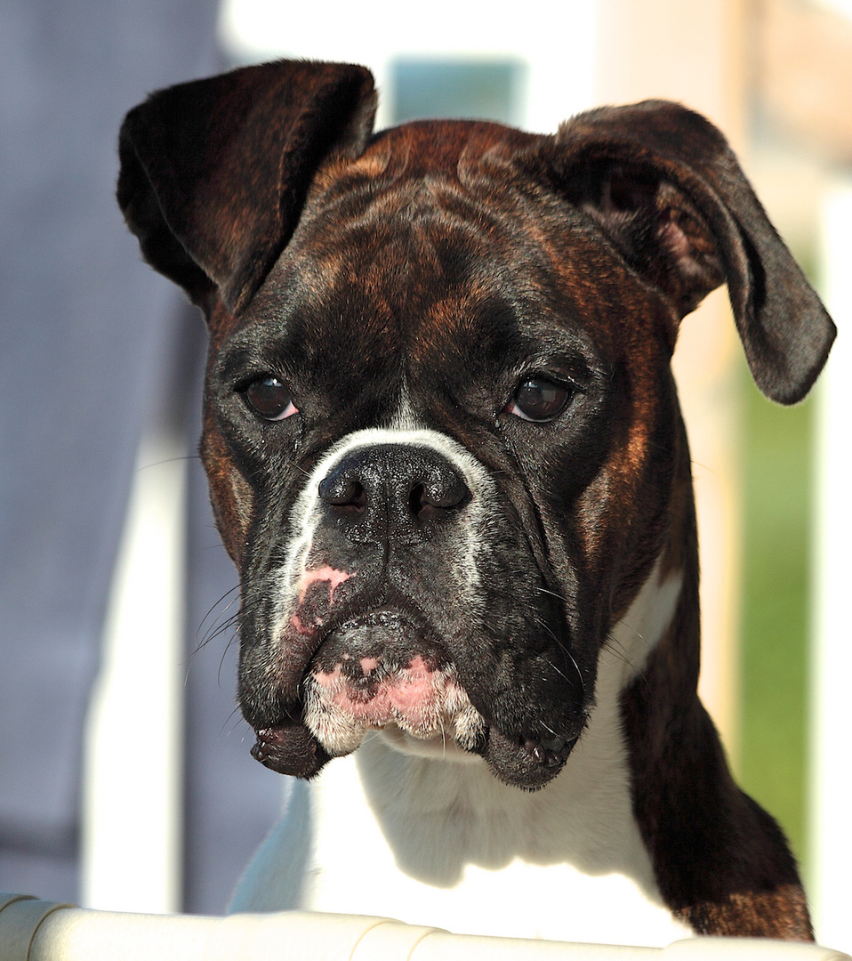 Notre chienne Boxer Zoée .