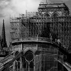 Notre Dame de Paris # 3 