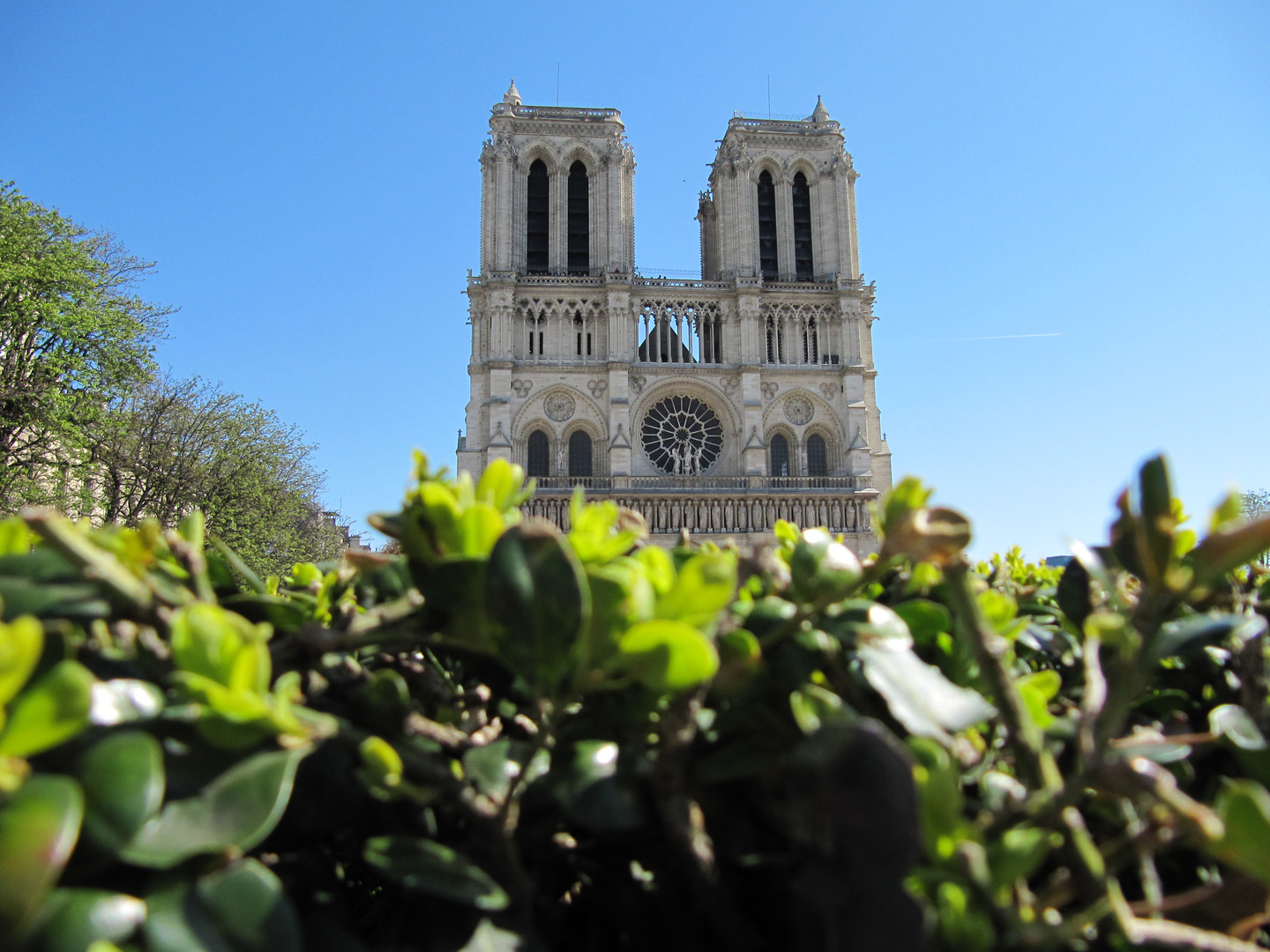 Notre Dame mit Hecke