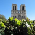 Notre Dame mit Hecke