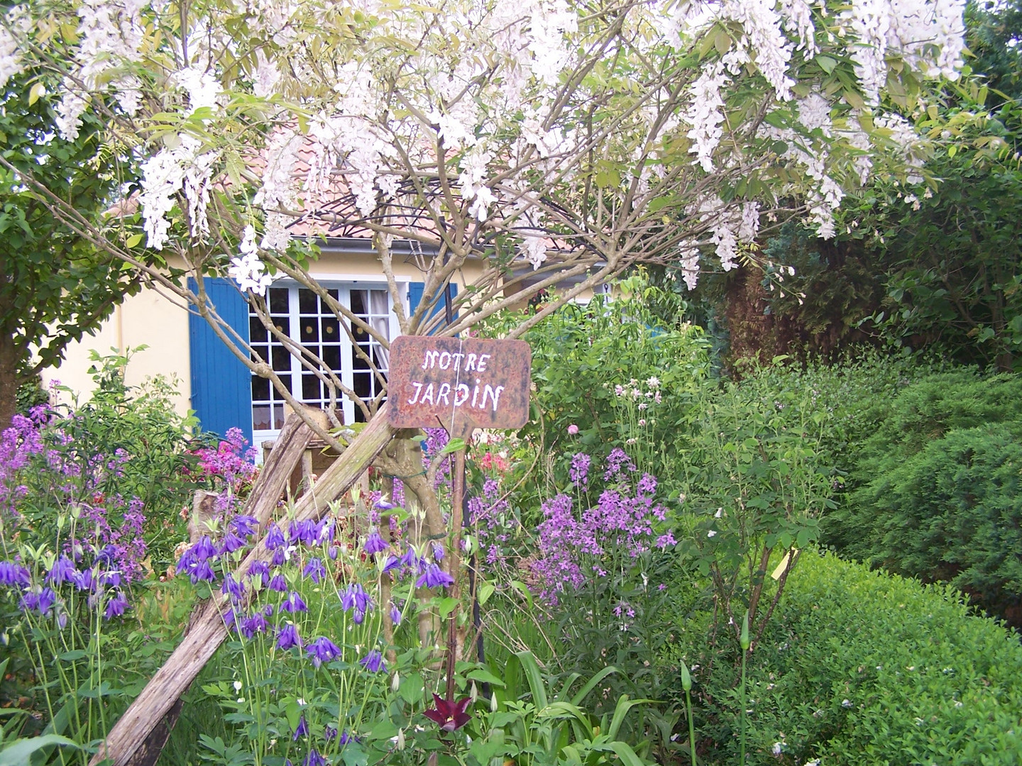 Notre Jardin ... les ancolies et les phlox