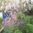 Notre Jardin ... les ancolies et les phlox