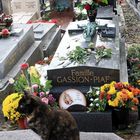 Notre "Piaf" gardée par un chat ! (Cimetière du Père Lachaise)