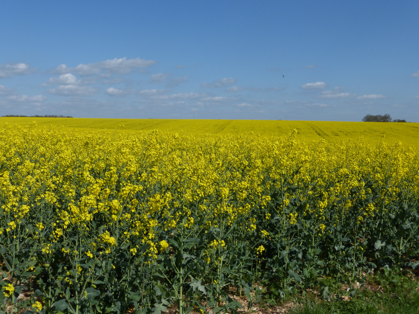 Notre Picardie ensoleillée...