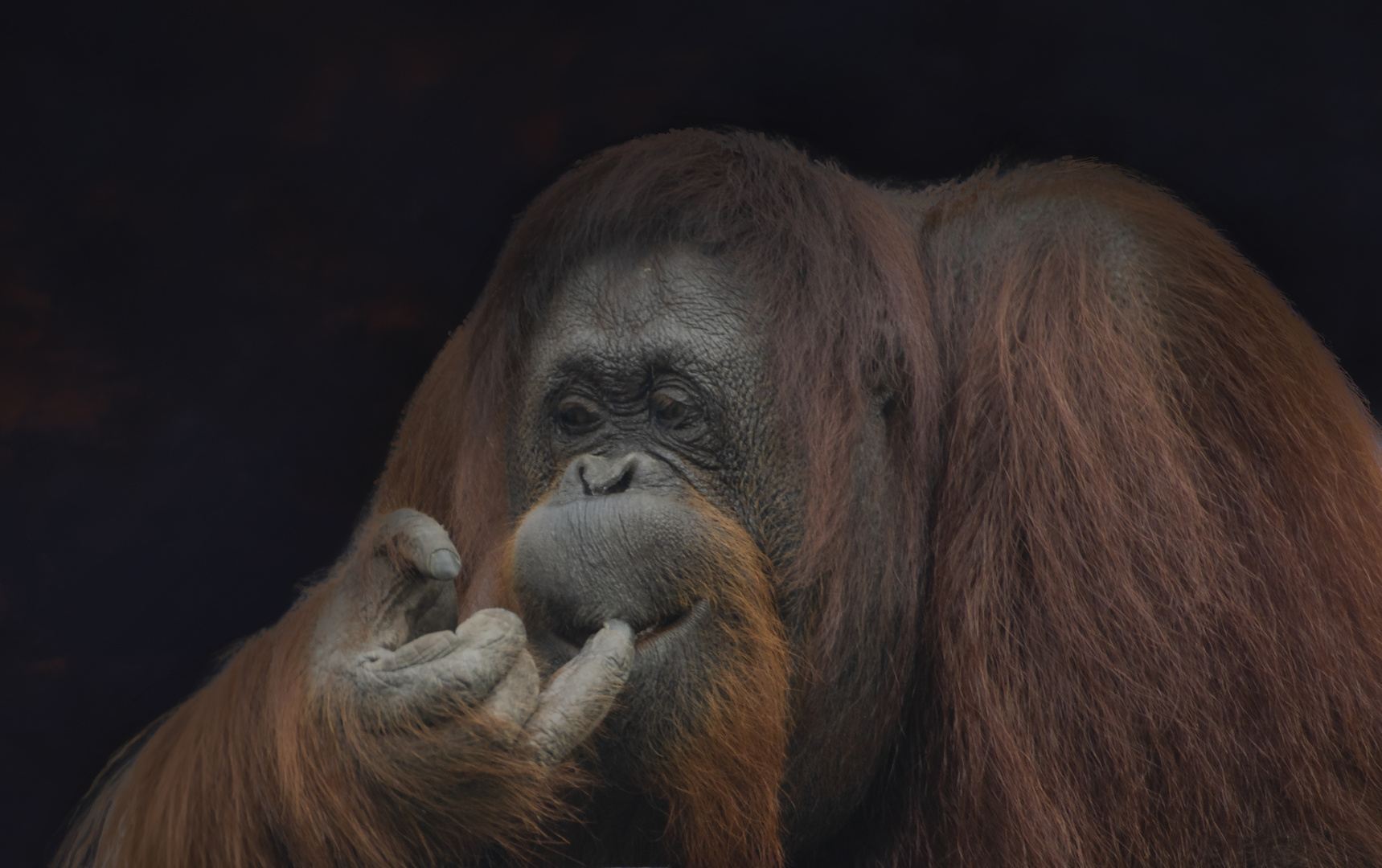 Notre proche cousin (Pongo pygmaeus, orang-outan de Bornéo)