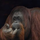 Notre proche cousin (Pongo pygmaeus, orang-outan de Bornéo)