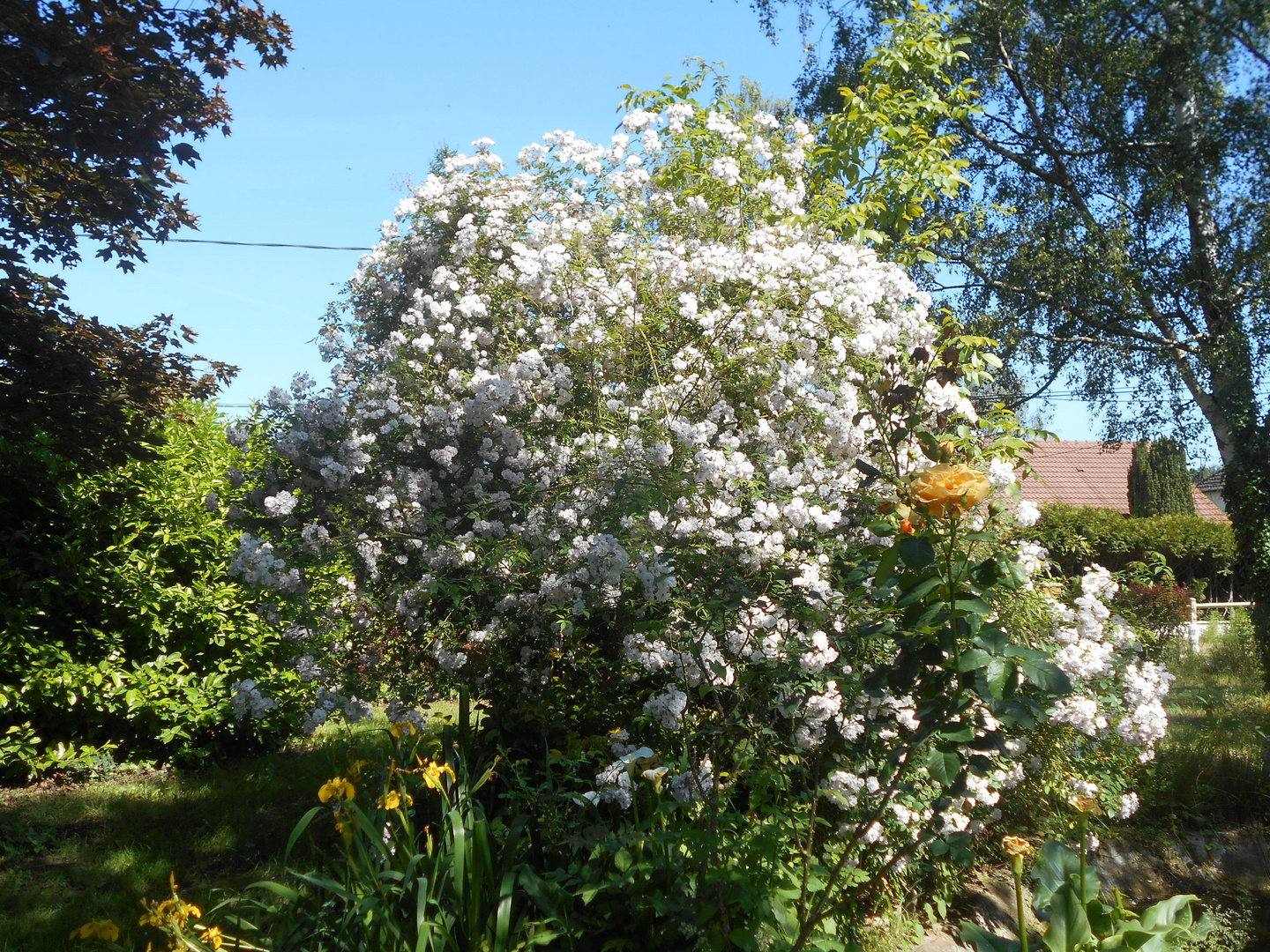 Notre rosier liane "Paul Himalayan Musk" en pleine floraison au jardin