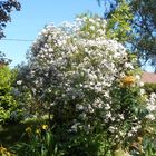 Notre rosier liane "Paul Himalayan Musk" en pleine floraison au jardin