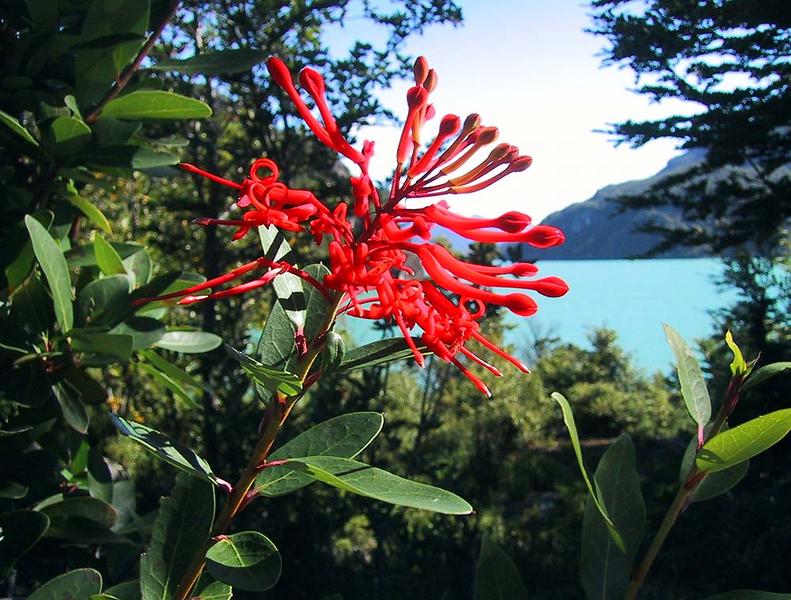 Notro- Blüte, Lago Verde- Chile