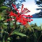 Notro- Blüte, Lago Verde- Chile