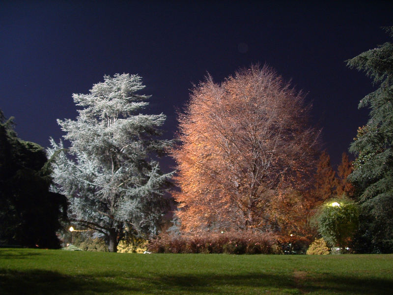 Notte nel parco