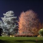 Notte nel parco