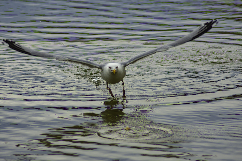 Notwassern zum Futtern 