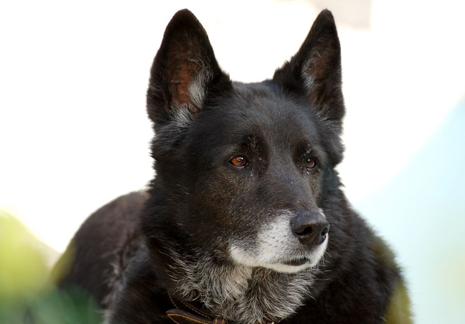 Nouba, chien de berger