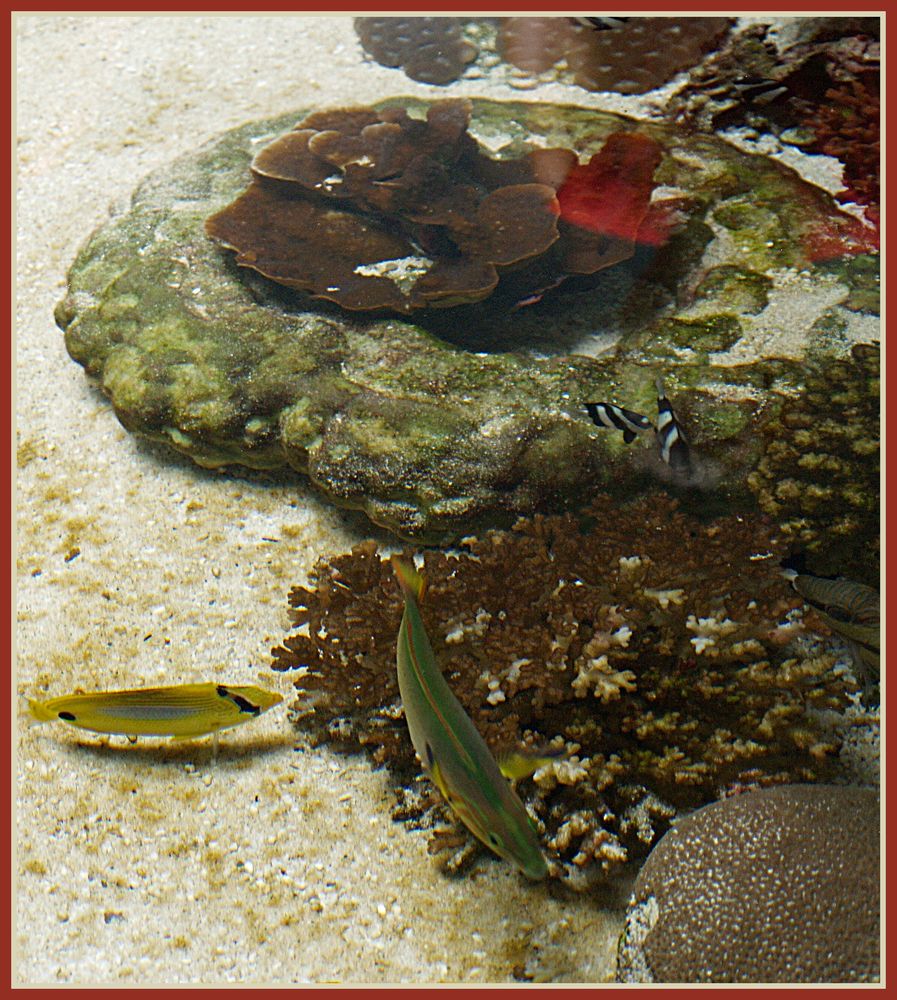 Nouméa - Aquarium des Lagons 1 – Coraux et poissons multicolores