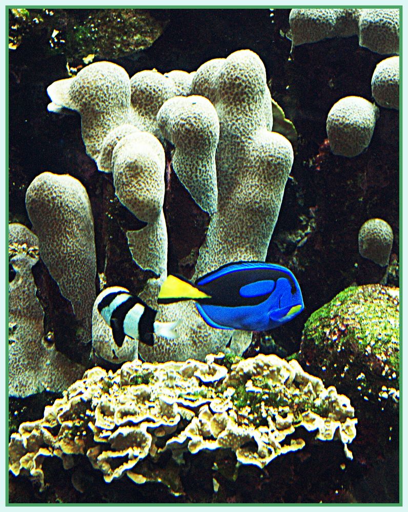 Nouméa - Aquarium des Lagons 2