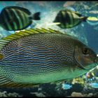 Nouméa - Aquarium des Lagons 3  -  Cordonnier à ligne (siganus lineatus)