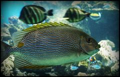 Nouméa - Aquarium des Lagons 3  -  Cordonnier à ligne (siganus lineatus)