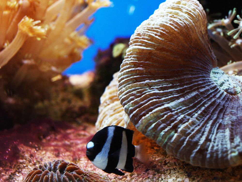 Nouméa - Aquarium des Lagons 4