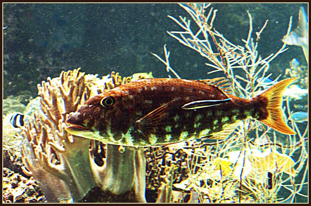 Nouméa - Aquarium des Lagons 6
