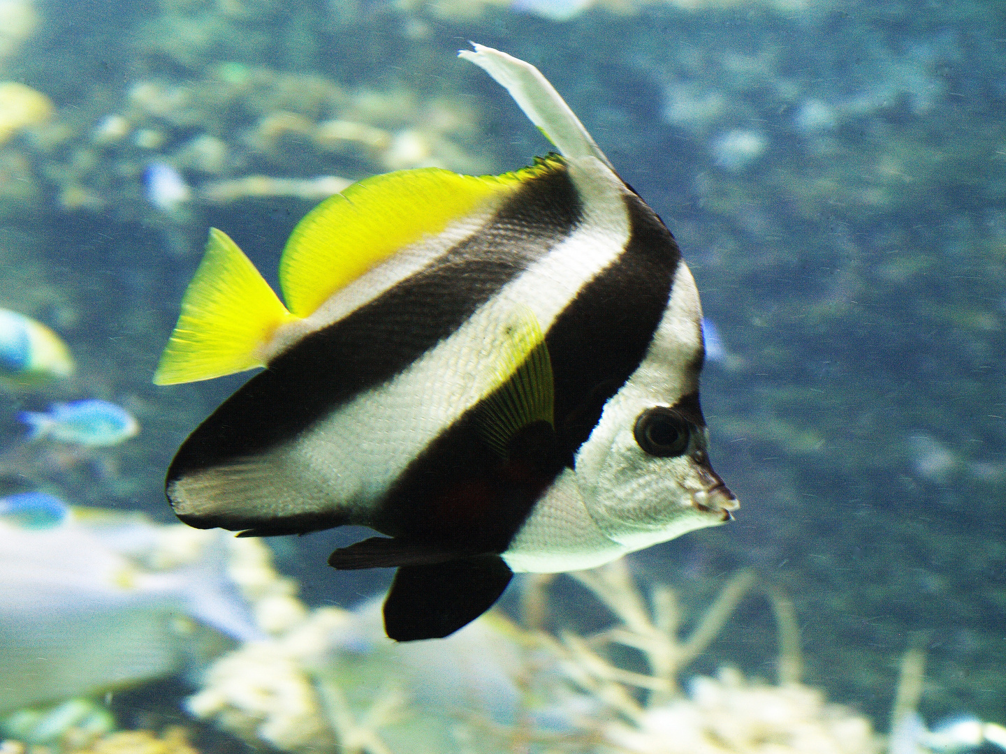 Nouméa - Aquarium des Lagons 7