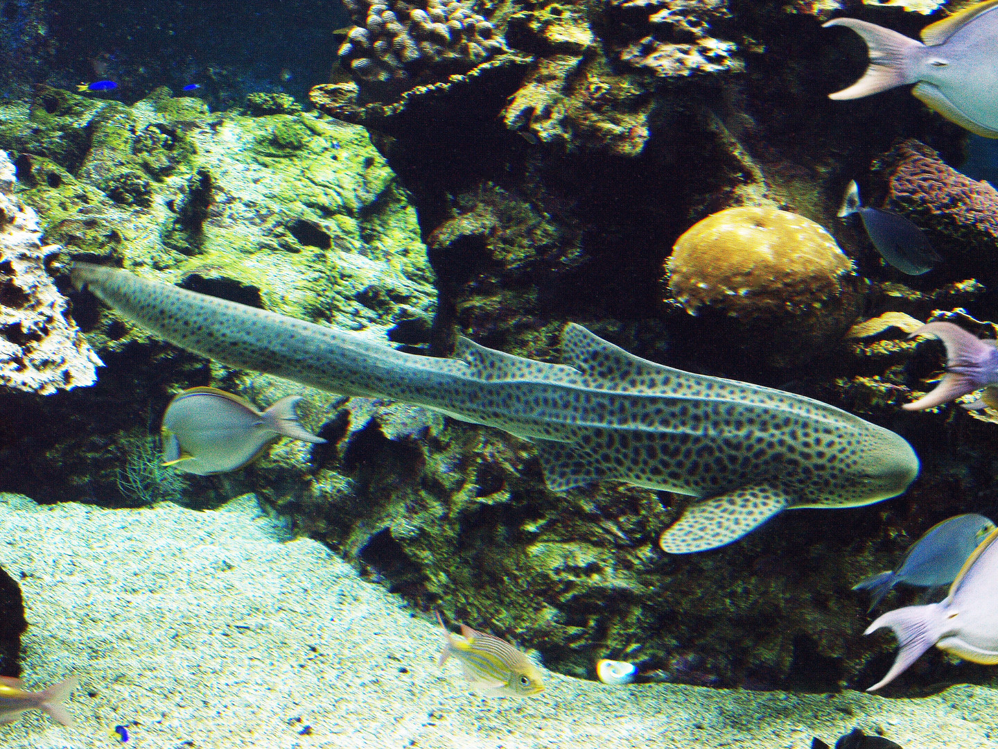 Nouméa - Aquarium des Lagons 8