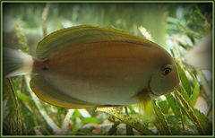 Nouméa - Aquarium des Lagons 9 - Chirurgien pâle ?