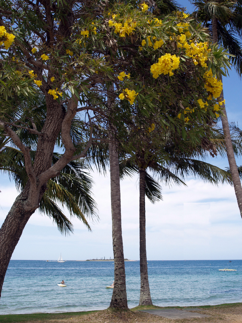 Nouméa - Arbres fleuris au bord de Anse Vata – Gelbe Blüten an Anse Vata