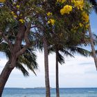 Nouméa - Arbres fleuris au bord de Anse Vata – Gelbe Blüten an Anse Vata