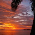 Noumea - Coucher de soleil au palmier - Sonnenuntergang mit Palmenbaum