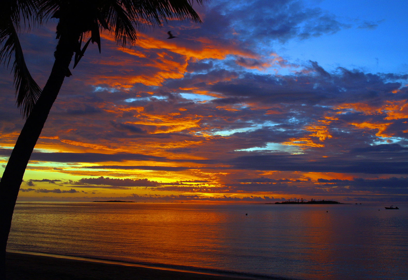 Nouméa – Coucher de soleil et palmier à la mouette